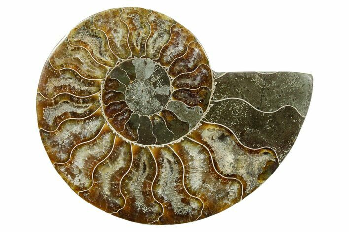 Cut & Polished Ammonite Fossil (Half) - Madagascar #354129